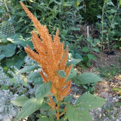 Amaranthe golden giant