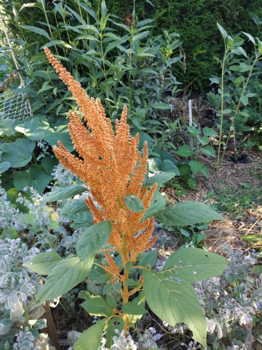 Amaranthe golden giant